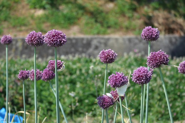 ニンニクの花