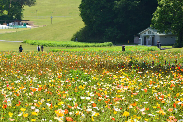 アイスランドポピーのお花畑・5