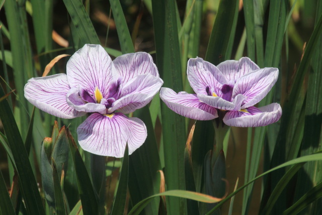 菖蒲園のハナショウブ