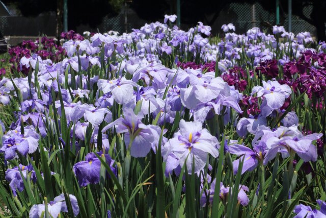 公園の花ショウブ