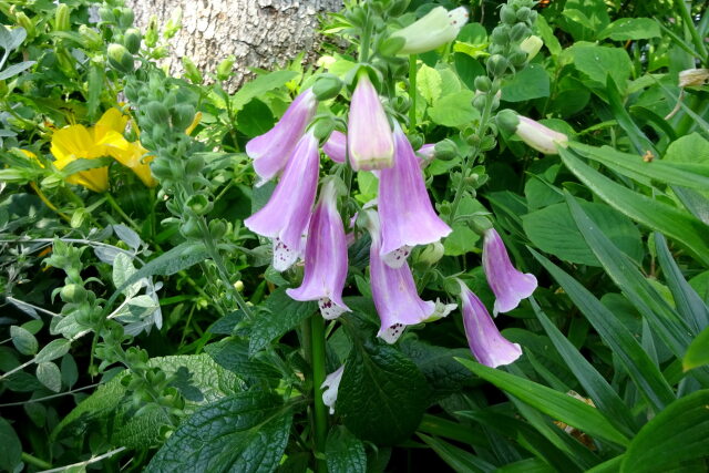 初夏の花 ホタルブクロ