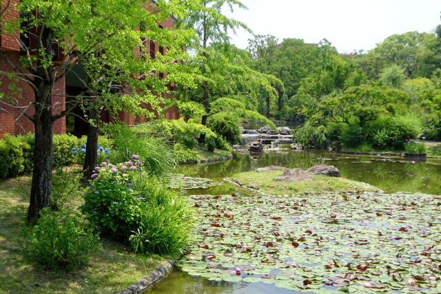 新緑初夏の公園風景