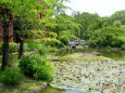 新緑初夏の公園風景