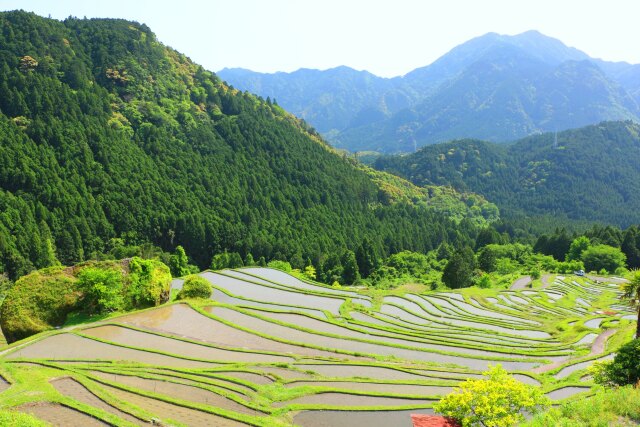 初夏の千枚田