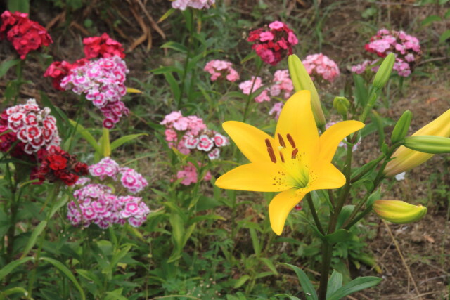 庭に咲く花