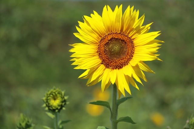 夏の花ヒマワリ