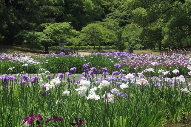 栗林公園の菖蒲園