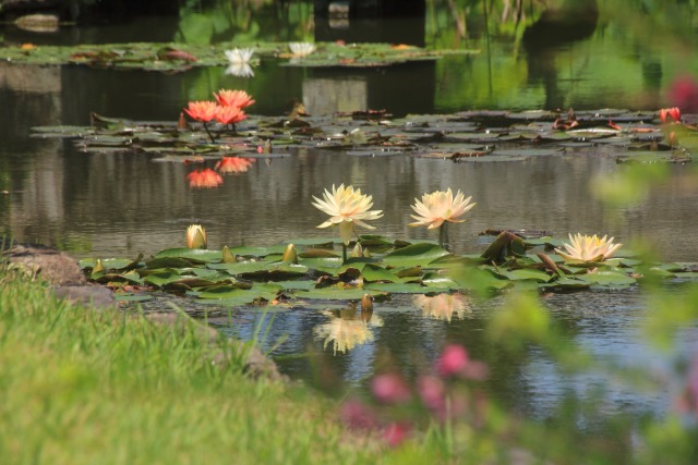 公園のお堀に咲く睡蓮