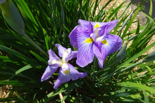 菖蒲園の花菖蒲