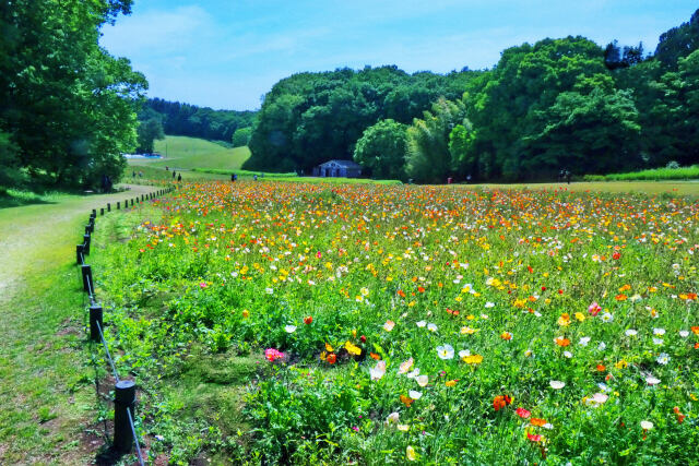 アイスランドポピーのお花畑・6