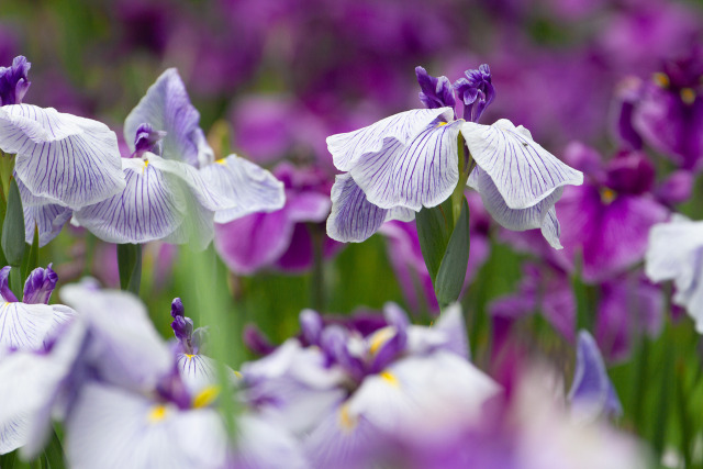 花菖蒲