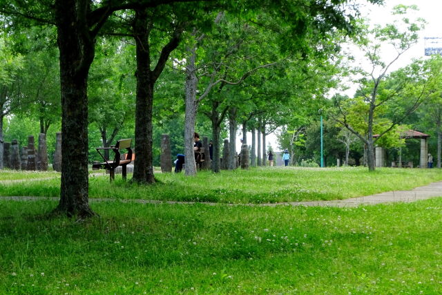 新緑初夏の公園風景