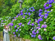 飛鳥山の紫陽花・2