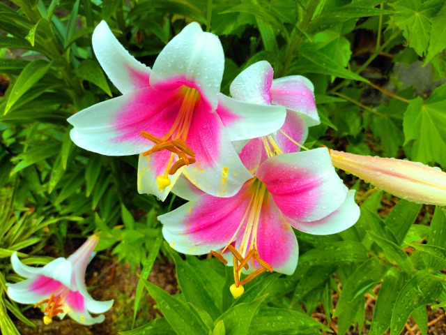 初夏の花