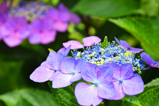 飛鳥山の紫陽花・3