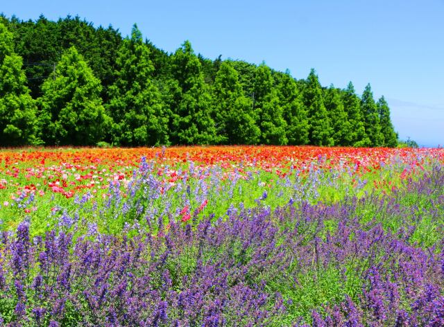 新緑のハーブ園