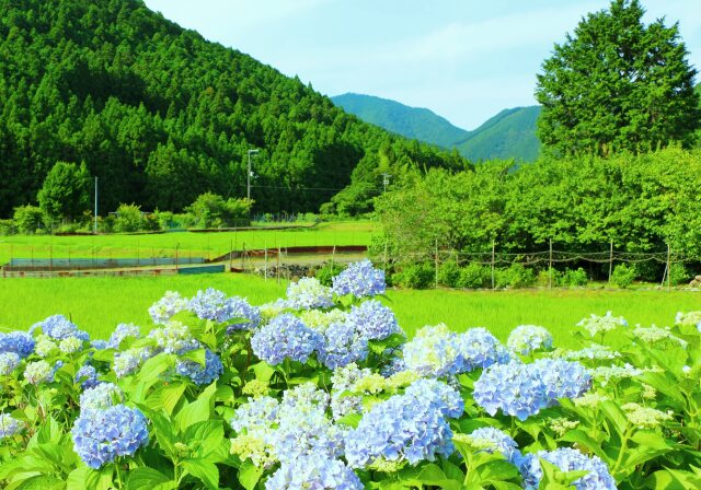 初夏の里山