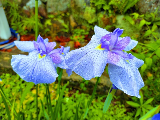 初夏の花