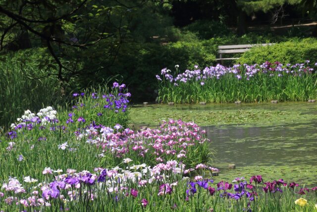 公園の菖蒲園-1