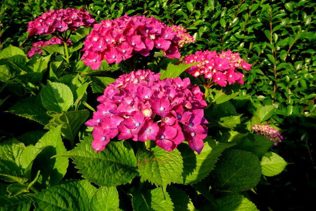 紅い紫陽花