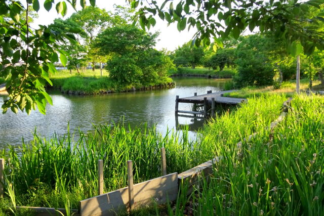 クリーク公園の水辺