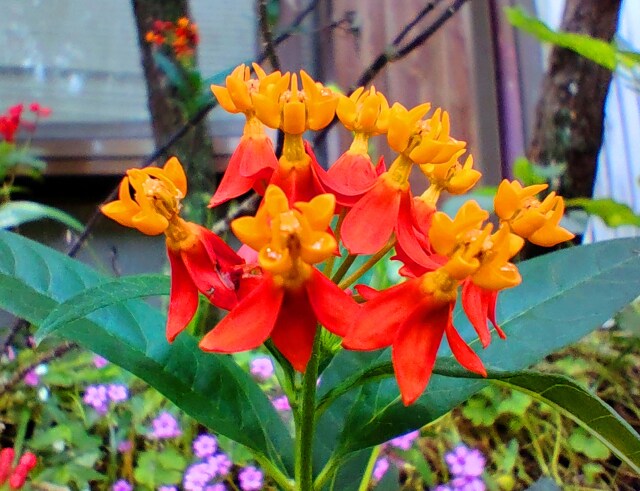 初夏の花