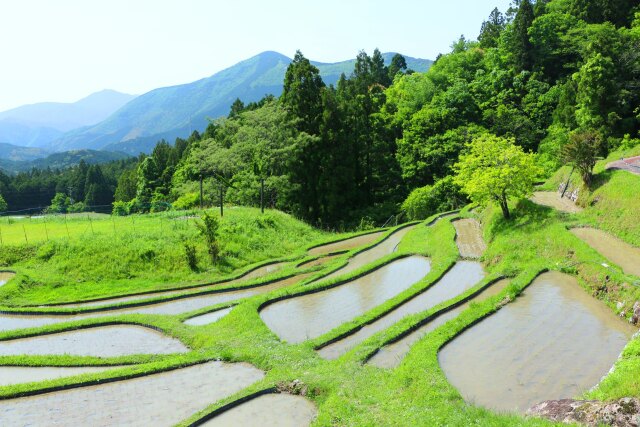 新緑の棚田