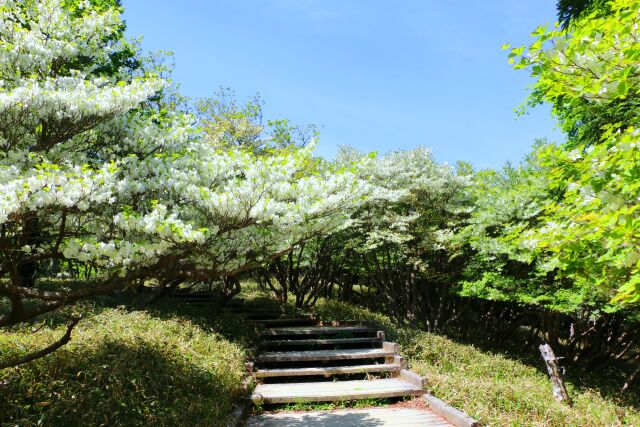 初夏の大台ケ原