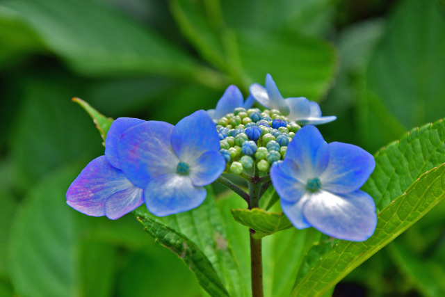 飛鳥山の紫陽花・5