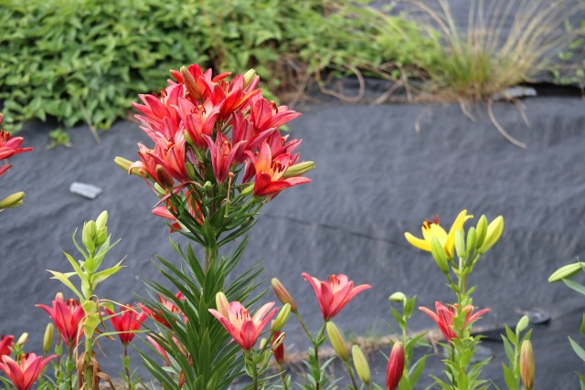 岸に咲く花