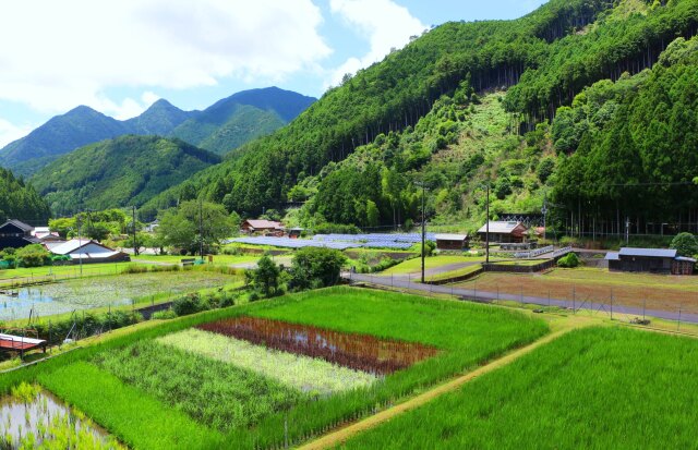 初夏の里山