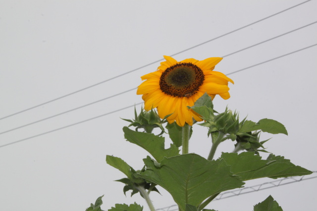 ひまわりの花