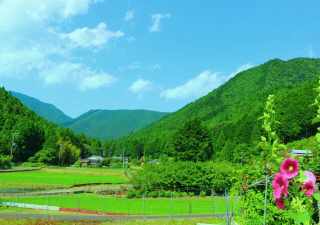 初夏の里山