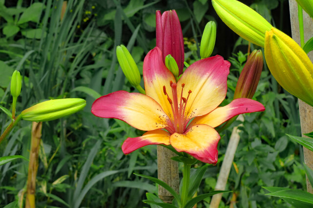 ユリの花