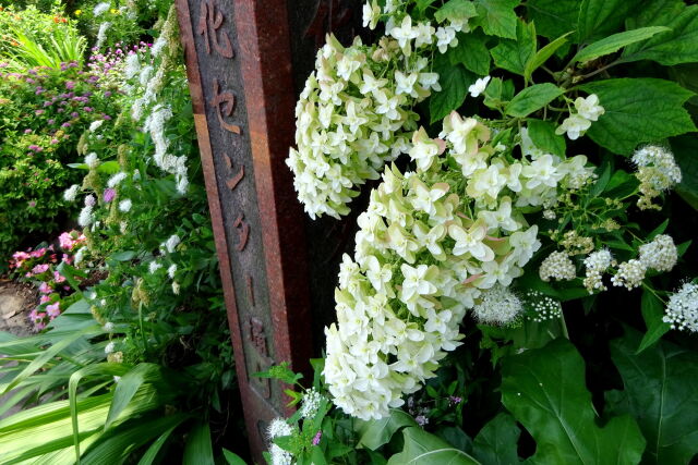 通り道に咲いている花