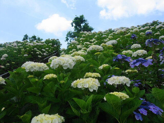 紫陽花彩