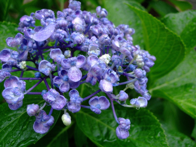 雨に濡れて♪ 渦紫陽花