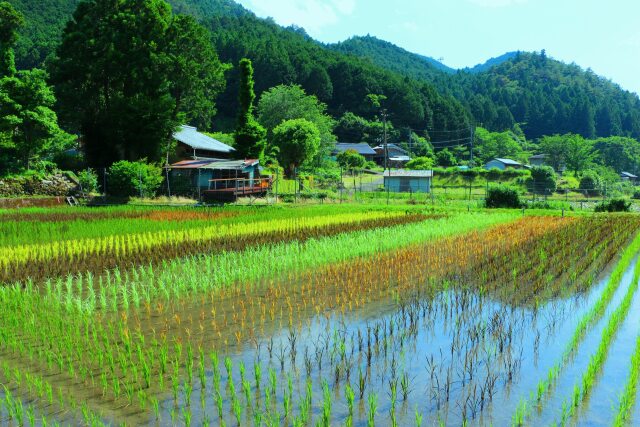 初夏の里山