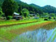 初夏の里山