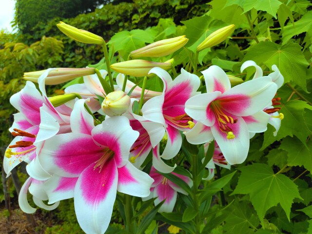 初夏の花