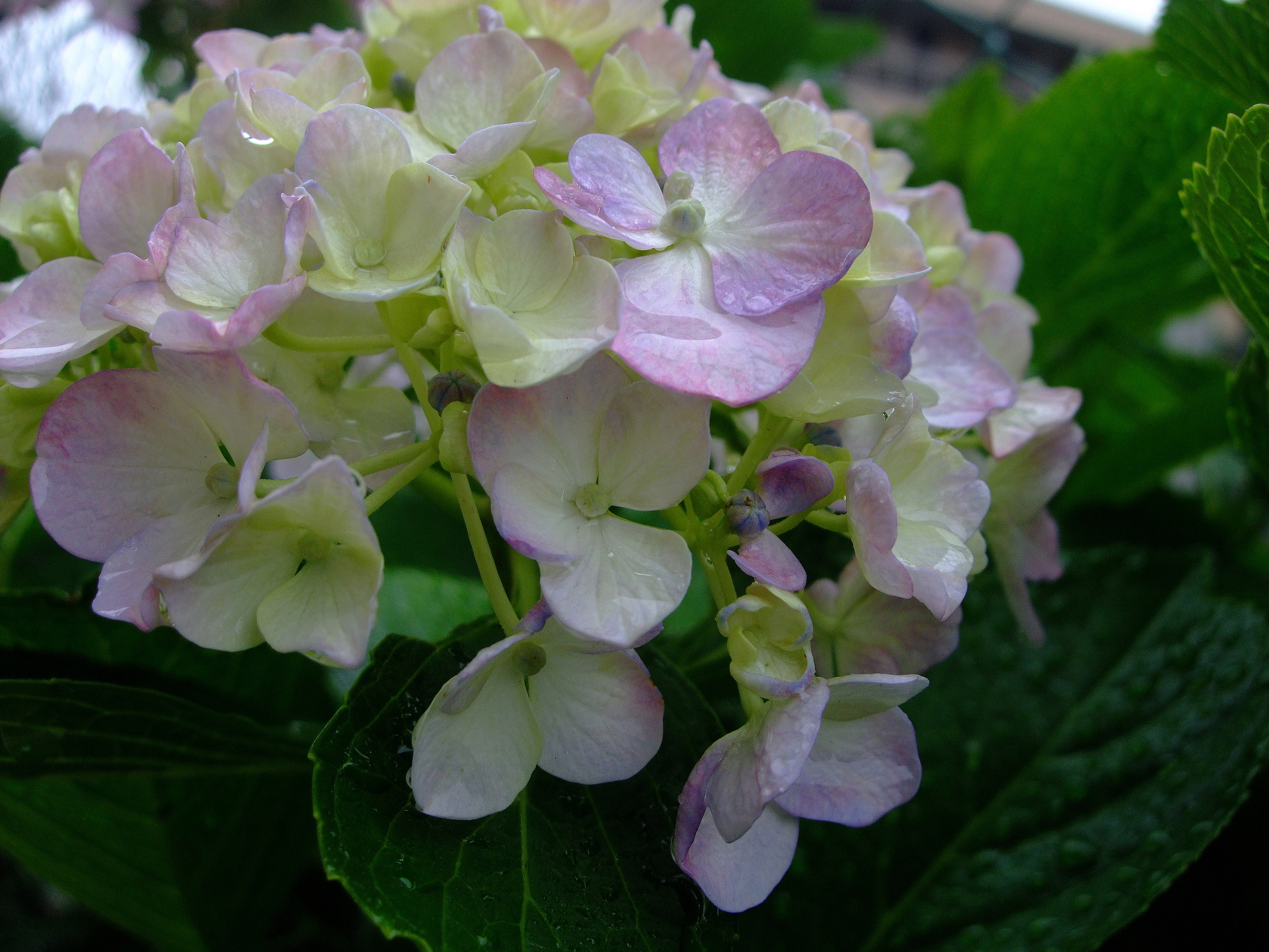 花 植物 紫陽花グラデーション 壁紙19x1440 壁紙館