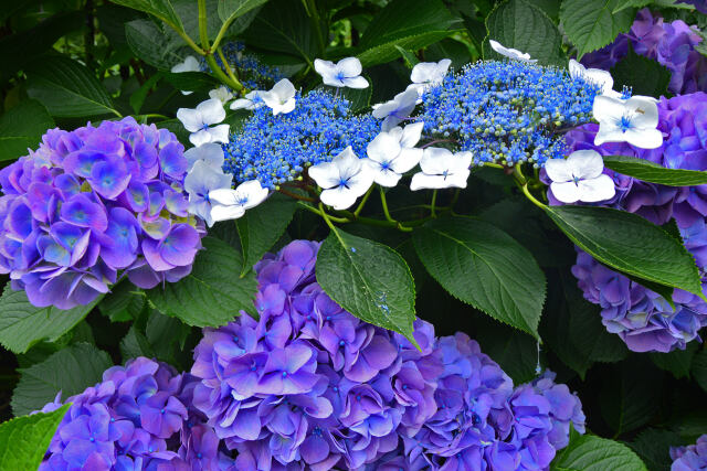 飛鳥山の紫陽花・9