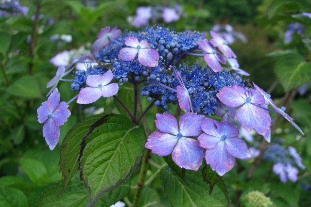 額紫陽花