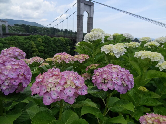 吊り橋のある公園②