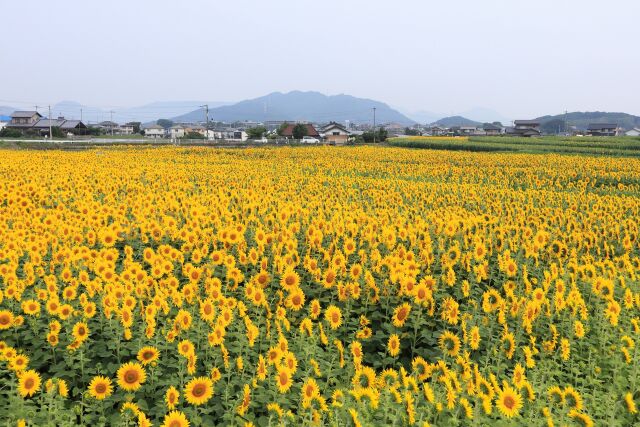 満開のヒマワリ畑