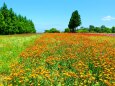 初夏のハーブ園