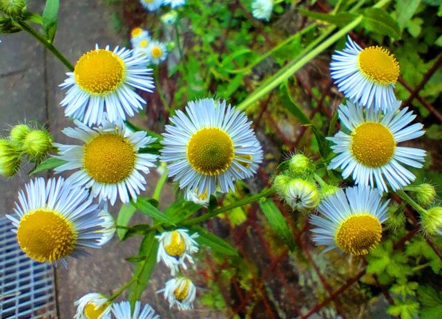 初夏の花