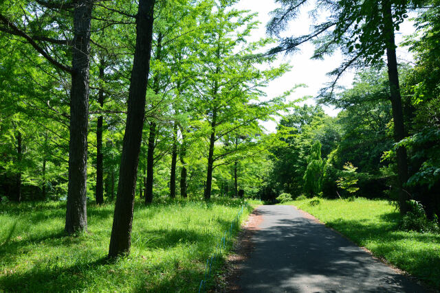 初夏の森・2