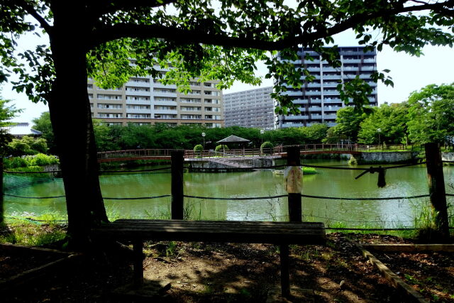 梅雨晴れ 地方都市の公園