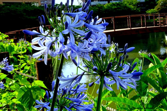 公園水辺のアガバンサスの花